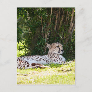 Cheetah Postcard