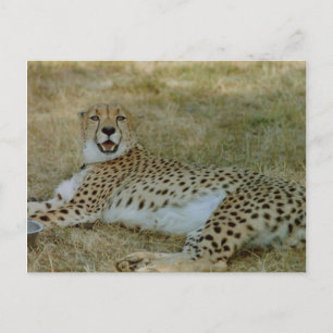 Cheetah Postcard