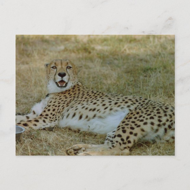 Cheetah Postcard (Front)