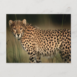 Cheetah Postcard