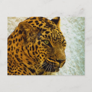 Cheetah Postcard