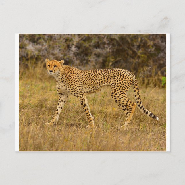 Cheetah postcard (Front)