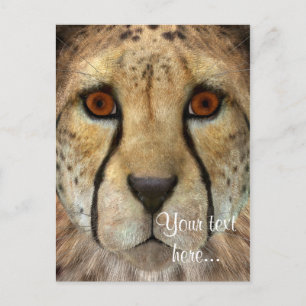 Cheetah Postcard