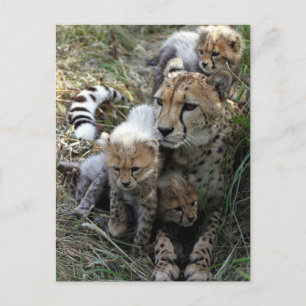Cheetah Postcard
