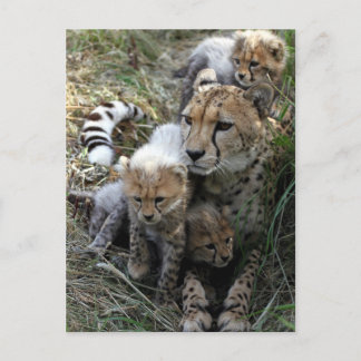 Cheetah Postcard
