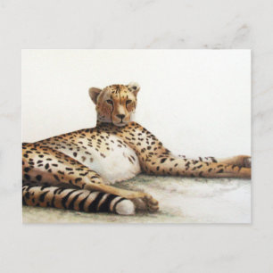 Cheetah Postcard