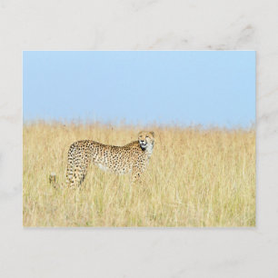 Cheetah Postcard