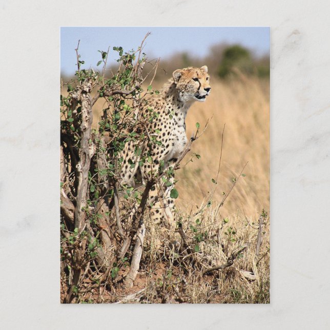 Cheetah Postcard (Front)