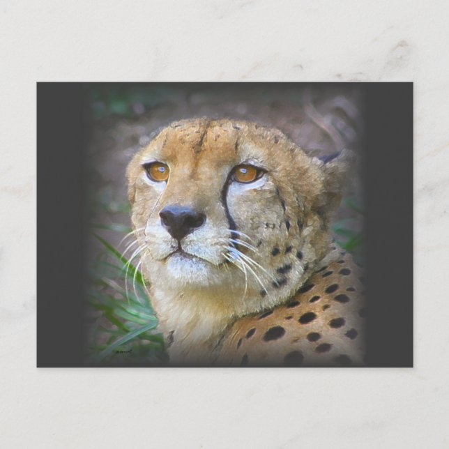 cheetah postcard (Front)