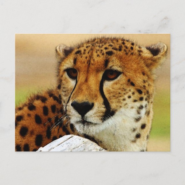 Cheetah Postcard (Front)