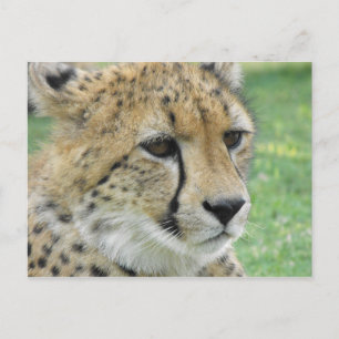 Cheetah Postcard