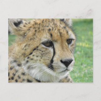 Cheetah Postcard