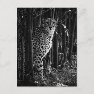 Cheetah Postcard