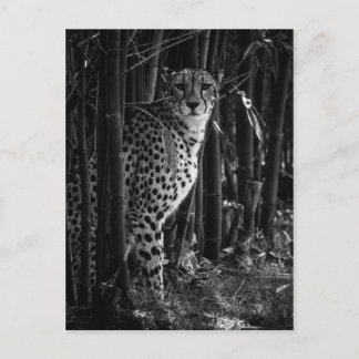 Cheetah Postcard