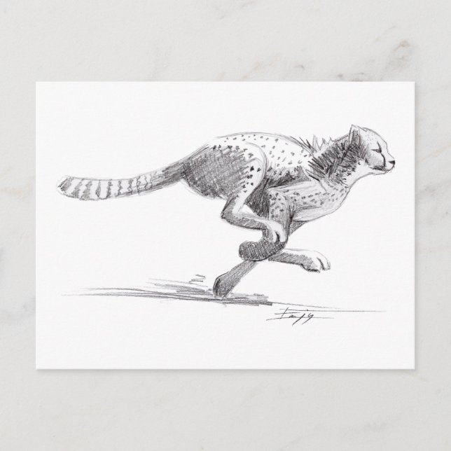Cheetah Postcard (Front)