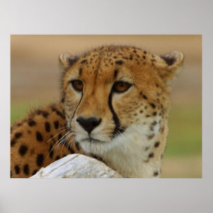 Cheetah Poster