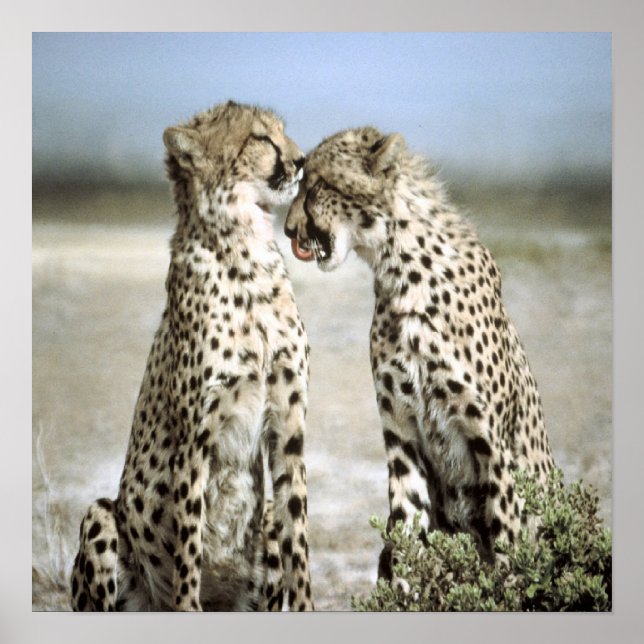 Cheetah Poster (Front)