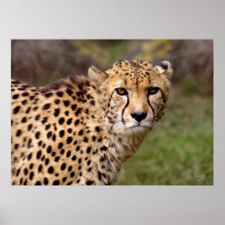 Cheetah Print