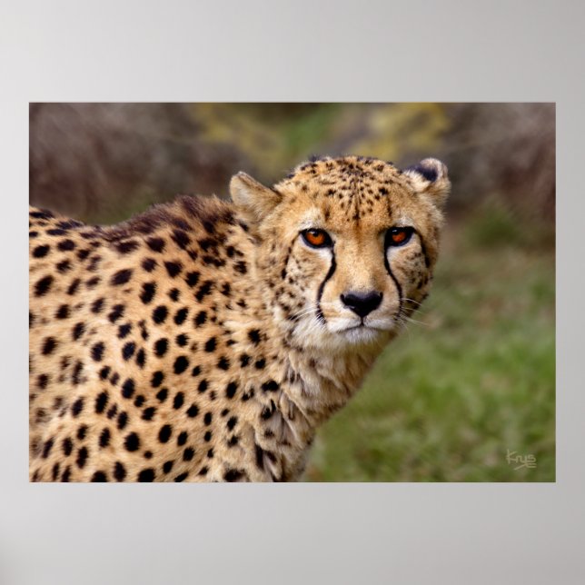 Cheetah Print (Front)