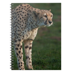 Cheetah Ready to Pounce Notebook