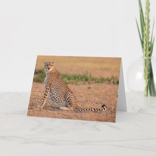 Cheetah Resting in Early Morning Card (Front)