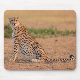 Cheetah Resting in Early Morning Mouse Mat