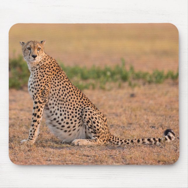 Cheetah Resting in Early Morning Mouse Mat (Front)