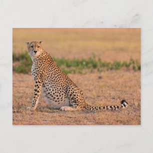 Cheetah Resting in Early Morning Postcard