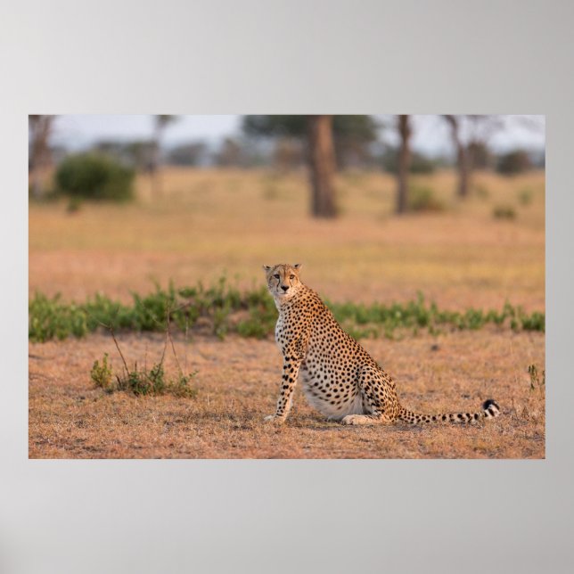 Cheetah Resting in Early Morning Poster (Front)