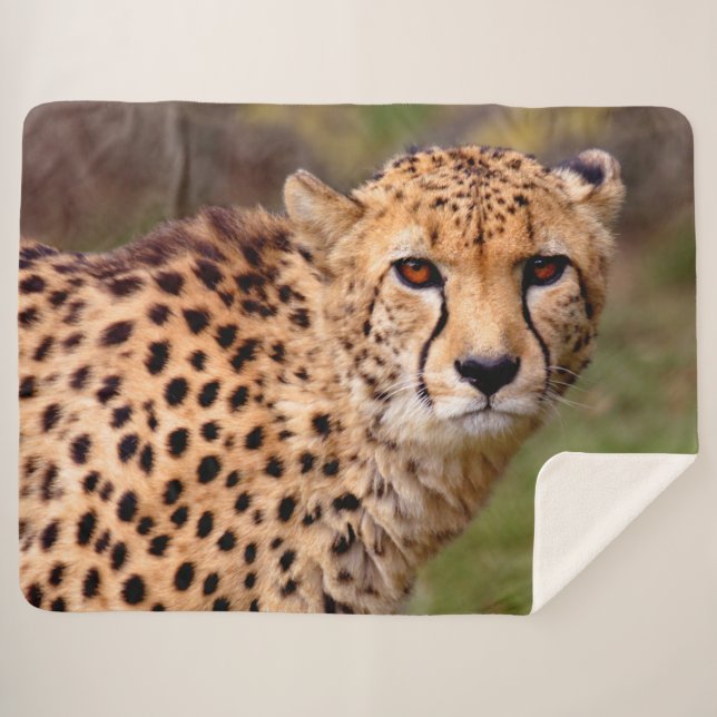 Cheetah Sherpa Blanket (Front (Horizontal))