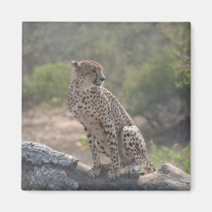 Cheetah sitting on a fallen tree in the wild magnet