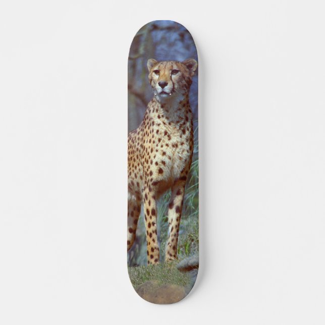 Cheetah Skateboard (Front)