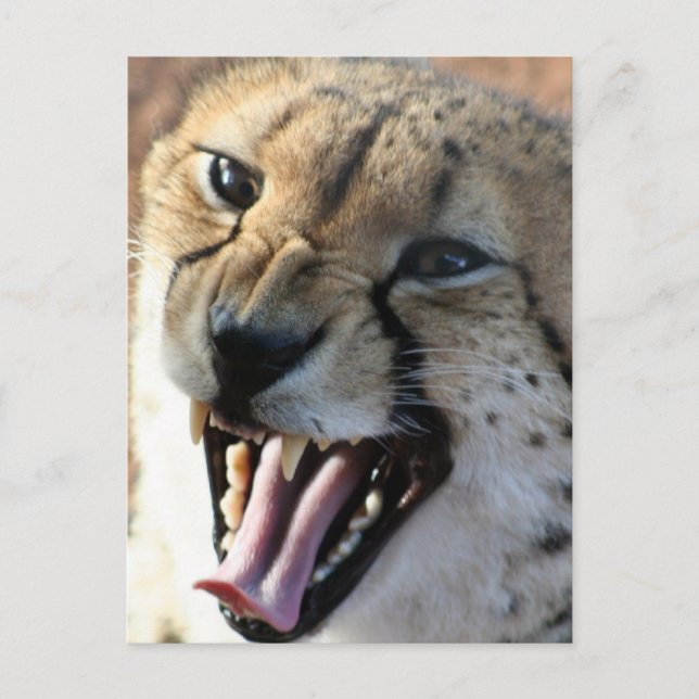Cheetah Snarl Postcards (Front)