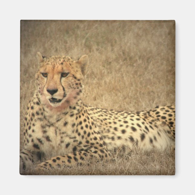 Cheetah Spots Magnet (Front)