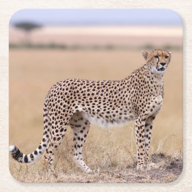 Cheetah Square Paper Coaster (Front)