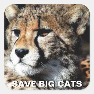 Cheetah Square Sticker