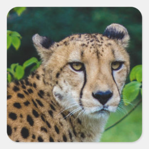 Cheetah Square Sticker
