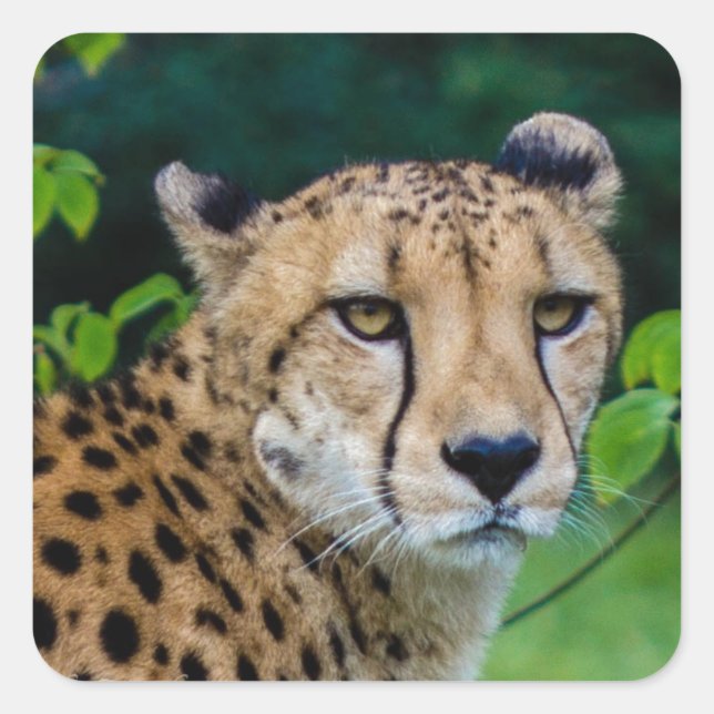 Cheetah Square Sticker (Front)