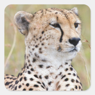 Cheetah Square Sticker