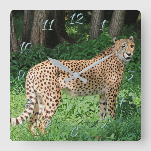 Cheetah Square Wall Clock (Front)