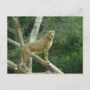 Cheetah Standing On Tree Branch Postcard