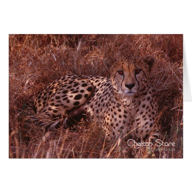 Cheetah Stare (Front Horizontal)