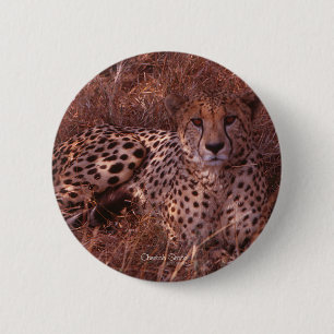 Cheetah Stare 6 Cm Round Badge