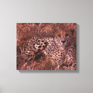 Cheetah Stare Canvas Print