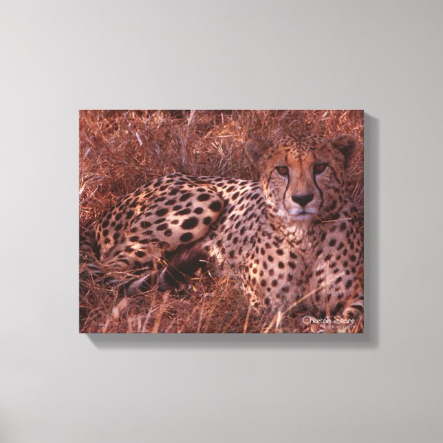 Cheetah Stare Canvas Print (Front)