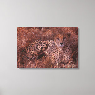 Cheetah Stare Canvas Print