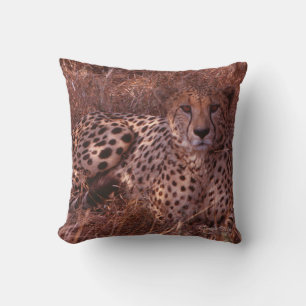 Cheetah Stare Cushion