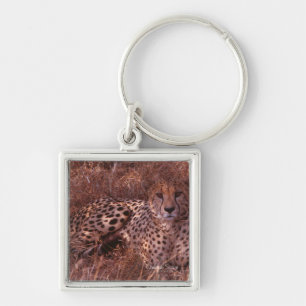 Cheetah Stare Key Ring