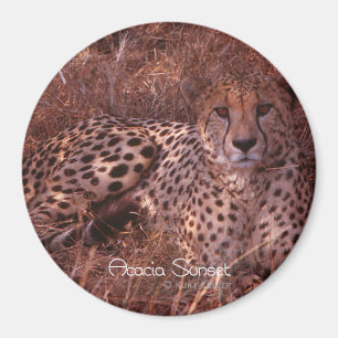 Cheetah Stare Magnet
