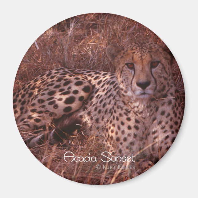 Cheetah Stare Magnet (Front)